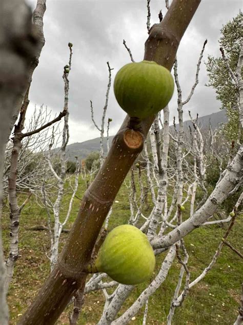 Küresel ısınma, incir ağaçlarını da şaşırttı